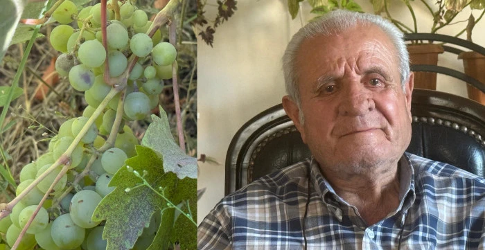 3 Bin Dönüm Üzüm Bağı Yok Oldu