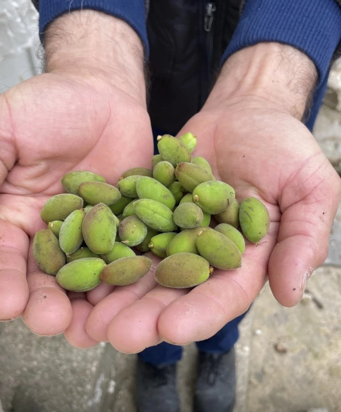 Bin 450 Dekarı Dolu Vurdu 