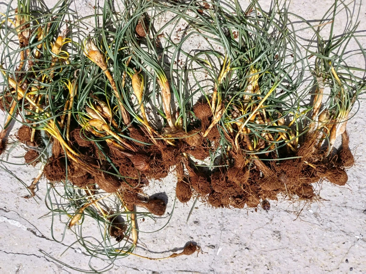 &Ccedil;iğdem mesaisi başladı