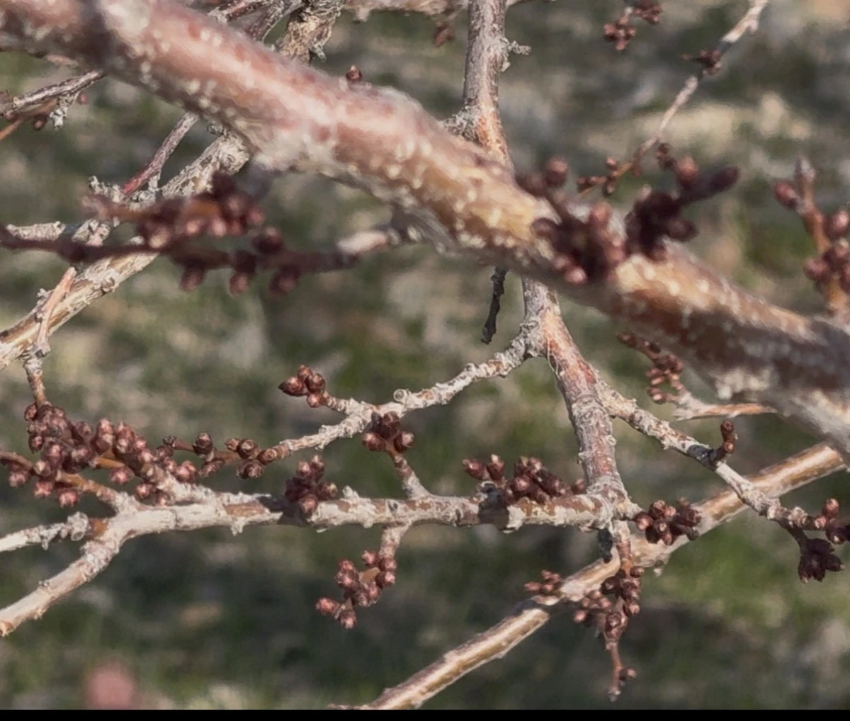 İki Mevsim Bir Arada