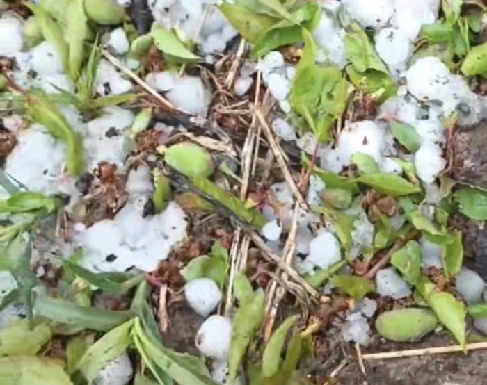  Kayısı Bah&ccedil;eleri Doluya Teslim