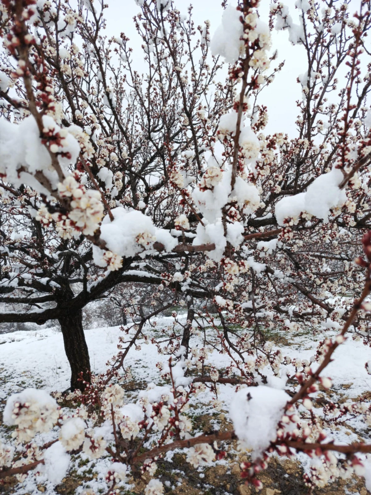 Kayısı İ&ccedil;in Zor Saatler Başlıyor 
