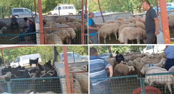 Kurbanlıklar Elde mi Kalacak?
