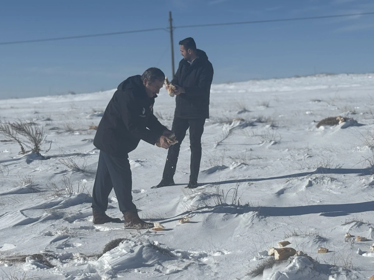 Kurda kuşa belediye eli