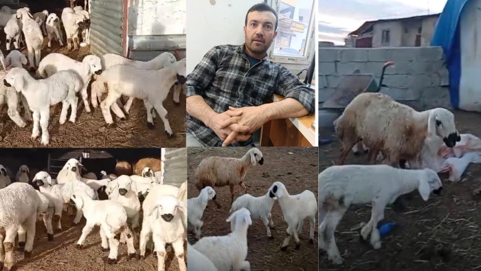 Kuzular, Kışın Ortasında Doğdu