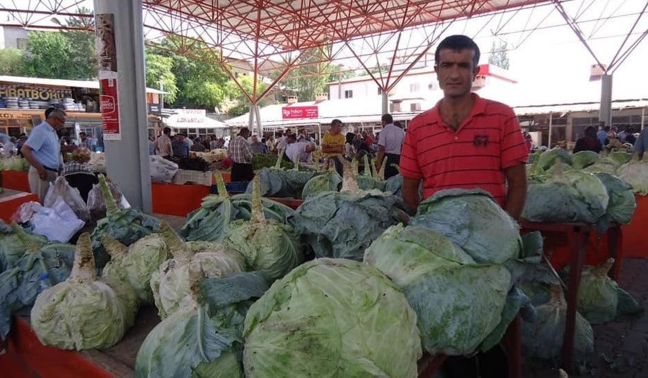 Lahana kendini yedirmeyecek!