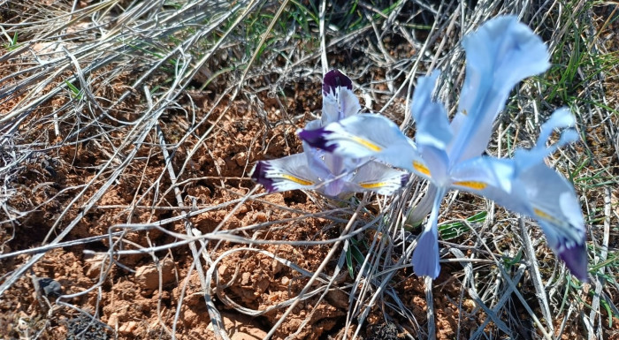 Nevruz, Evlere Bahar Getirdi