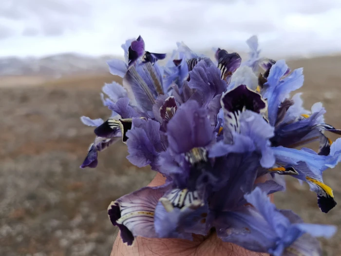Soğuğa Rağmen Bahar Geldi