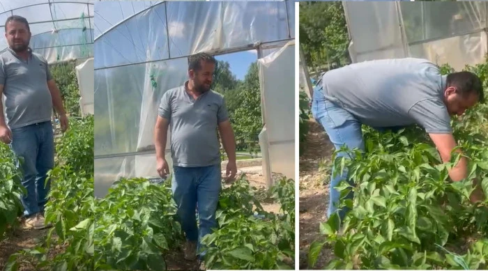 Yılın İlk Sebzeleri Tezgahlarda