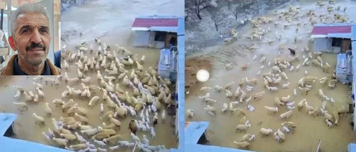 Y&uuml;zlerce Kuzu Annesine Koştu 