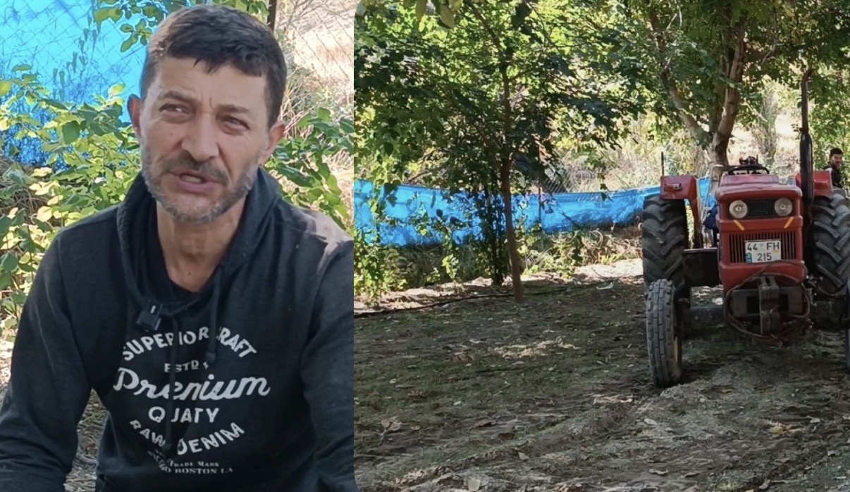 Darende’de Ceviz Hasat Zamanı