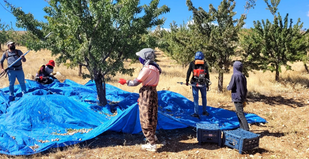 Badem Hasadı Başladı