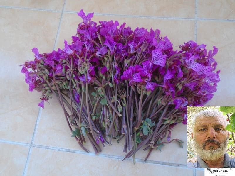 Böcek çiçeği, unutuldu!