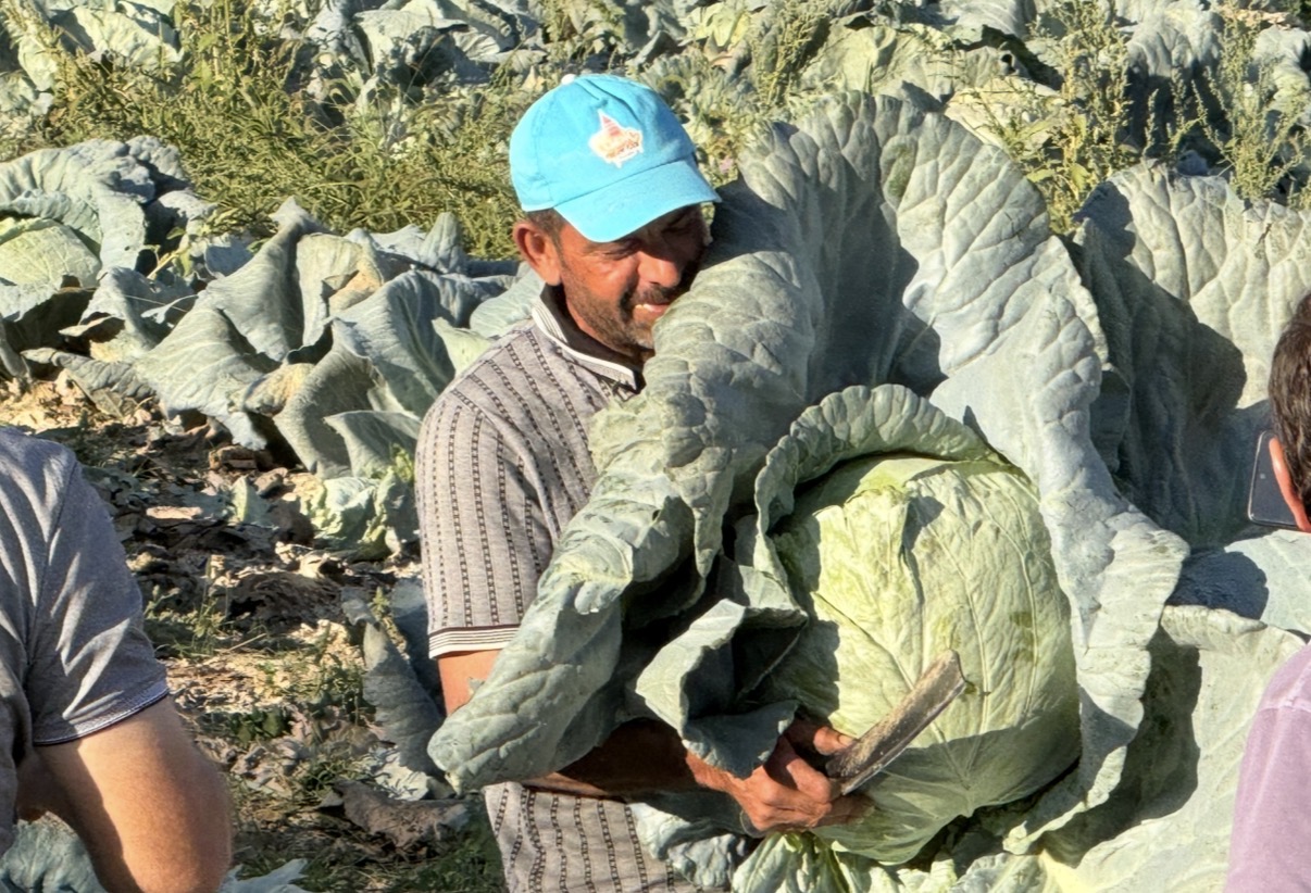 Gökyar Lahanasını Yeme Zamanı Geldi