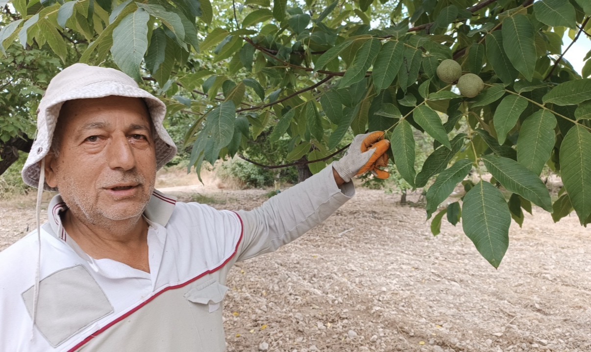 Darende’de Ceviz Hasadı Başladı