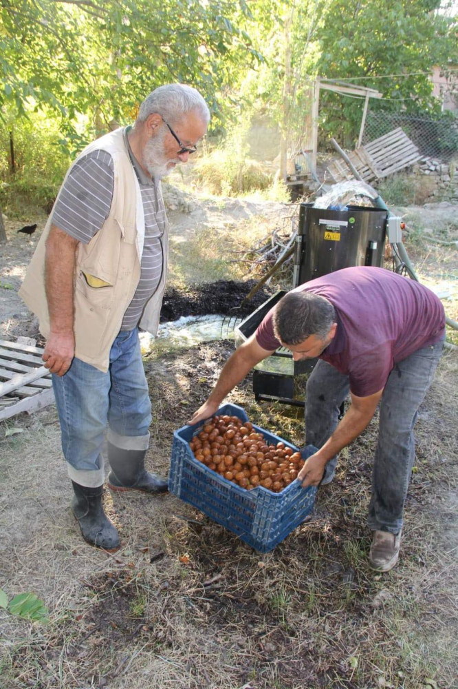 Darende  Cevizi Sevdi