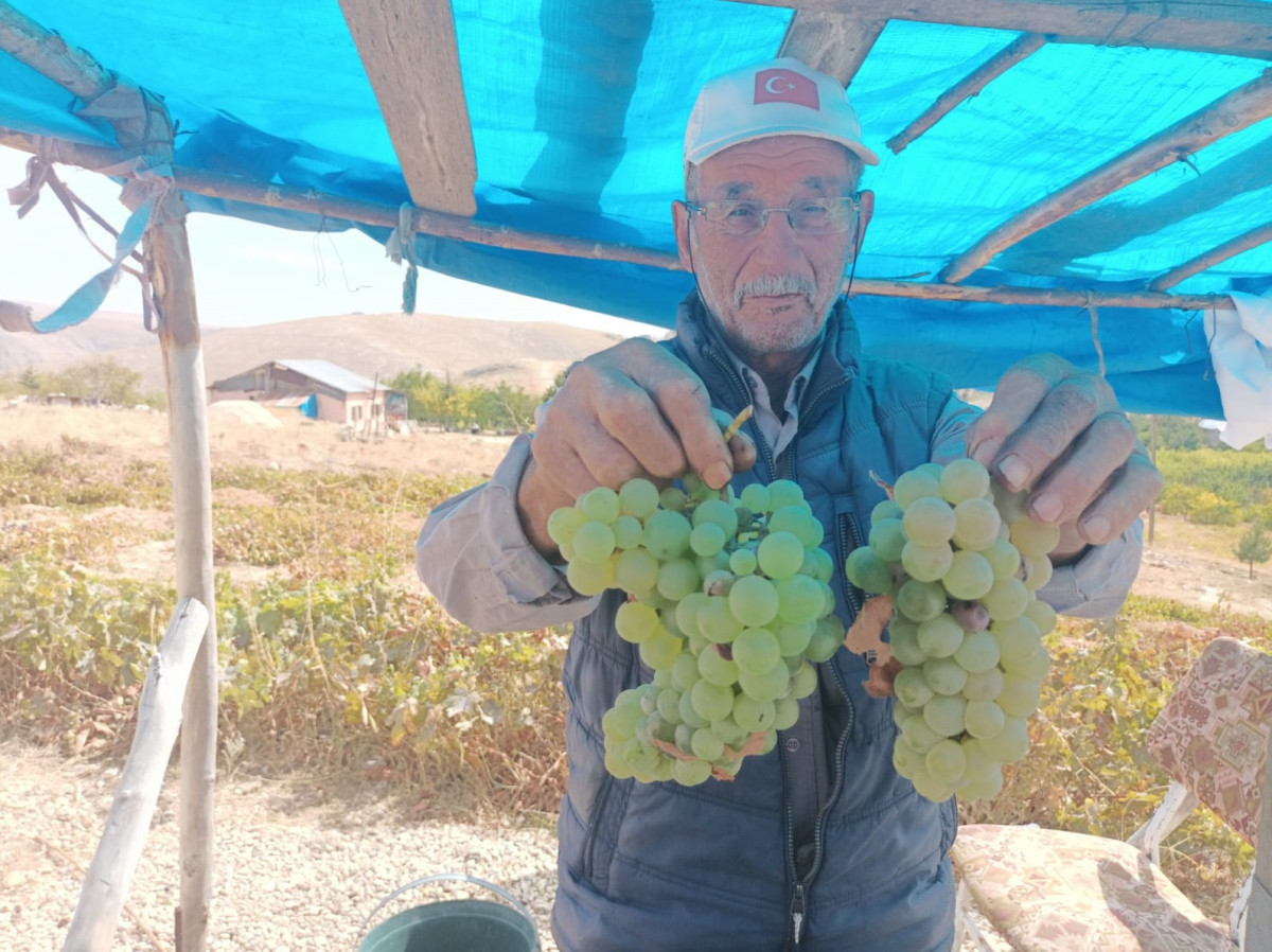 Darende’de üzüm bağları yok oluyor