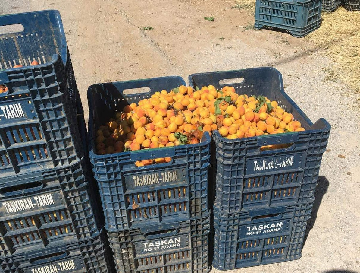 Darende’nin kayısısı ucuz oldu!