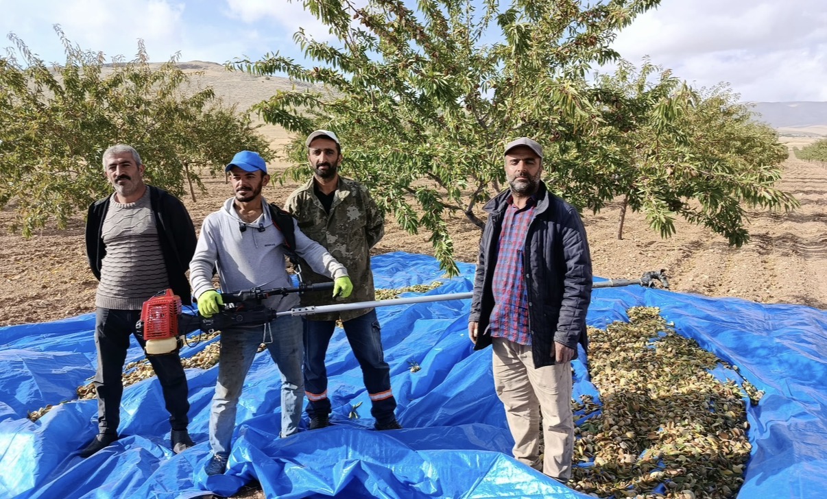 Badem Üssü Olma Yolundaki Yeniköy’de Hasat Başladı