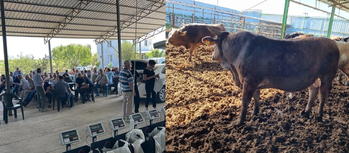 Hobiden besiciliğe