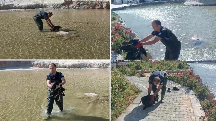 Kara Leylek Kurtarıldı