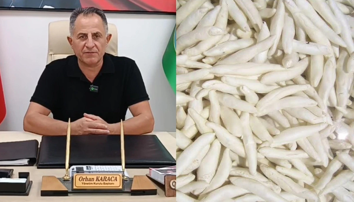 Kenger Sakızı Tescil Yolunda