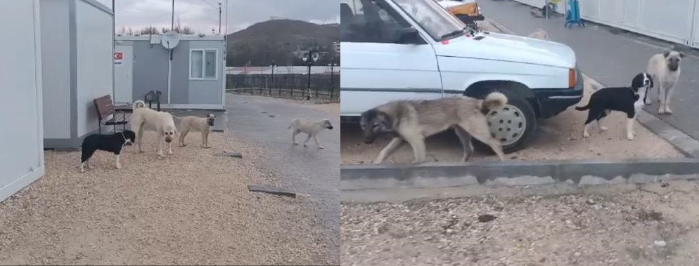 Köpekler için kime başvuralım?