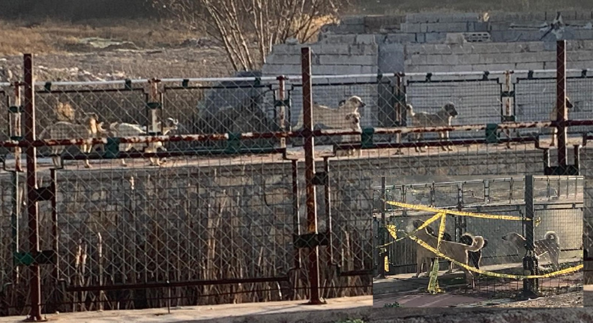 Köpeklerden dışarı çıkılamıyor!