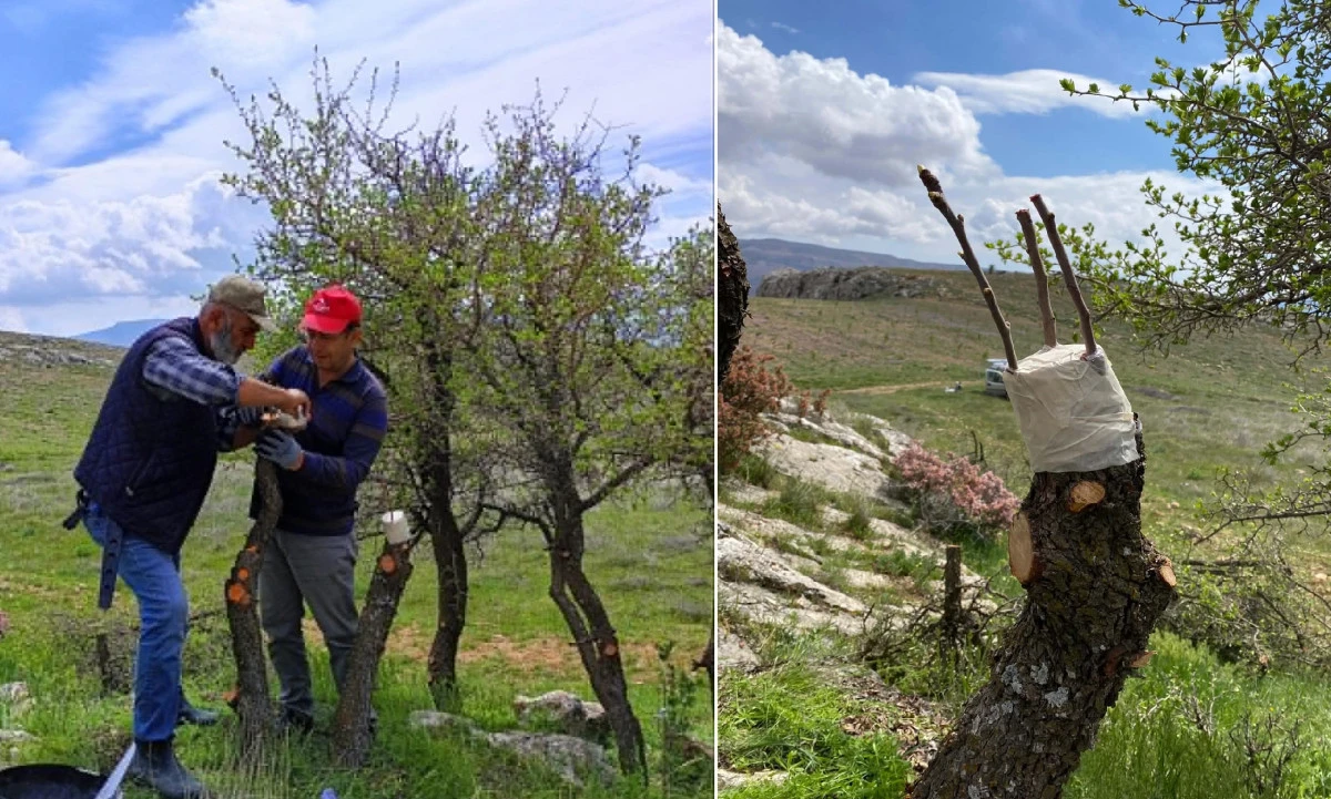 Yaban Ağaçları Aşılanıyor