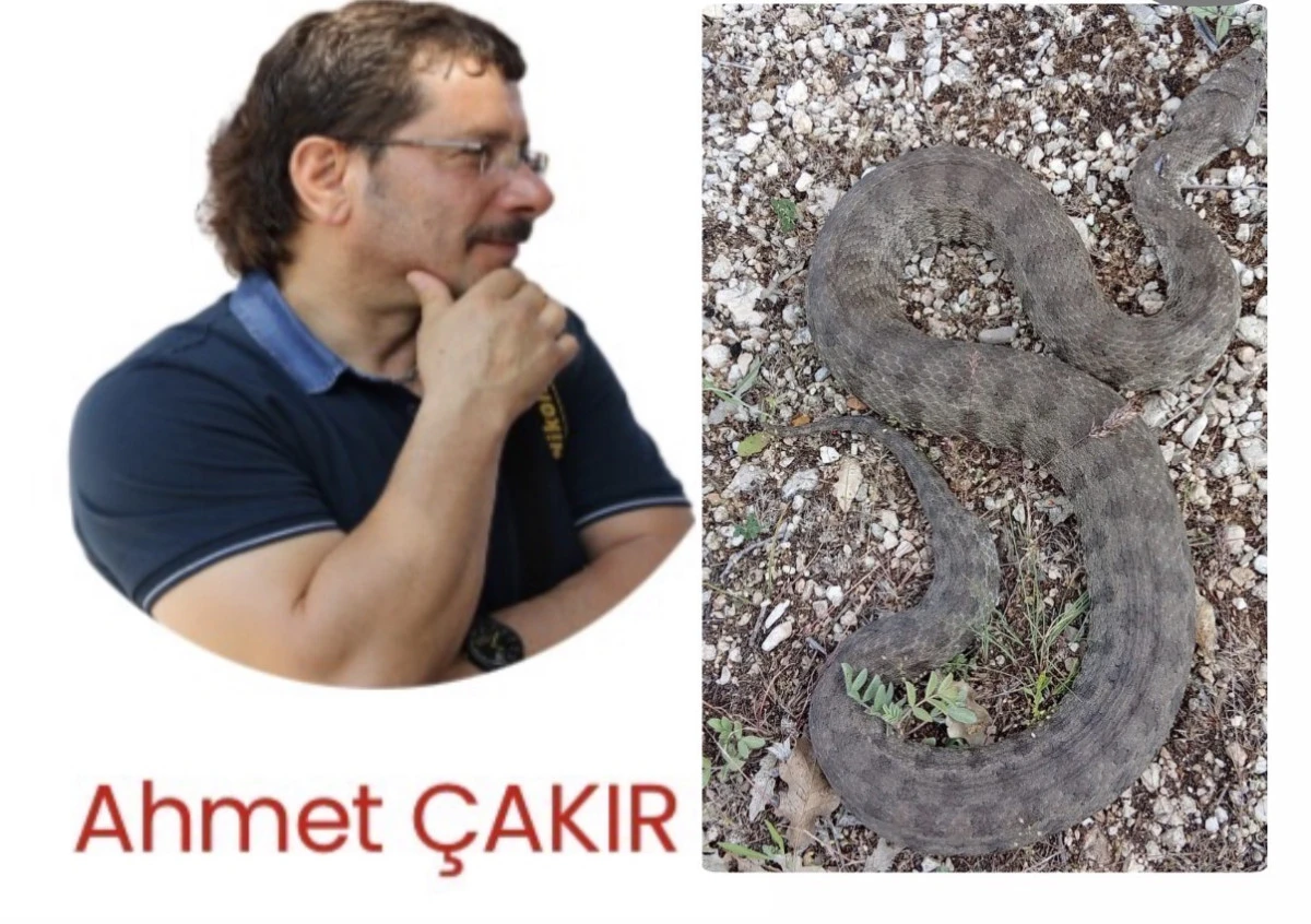 Yılan Haberlerini Neden Paylaşıyoruz?